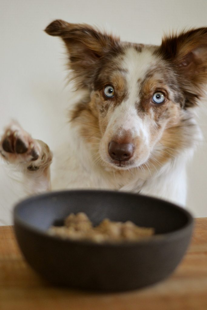 Border collie raising a paw beside a bowl of dog food